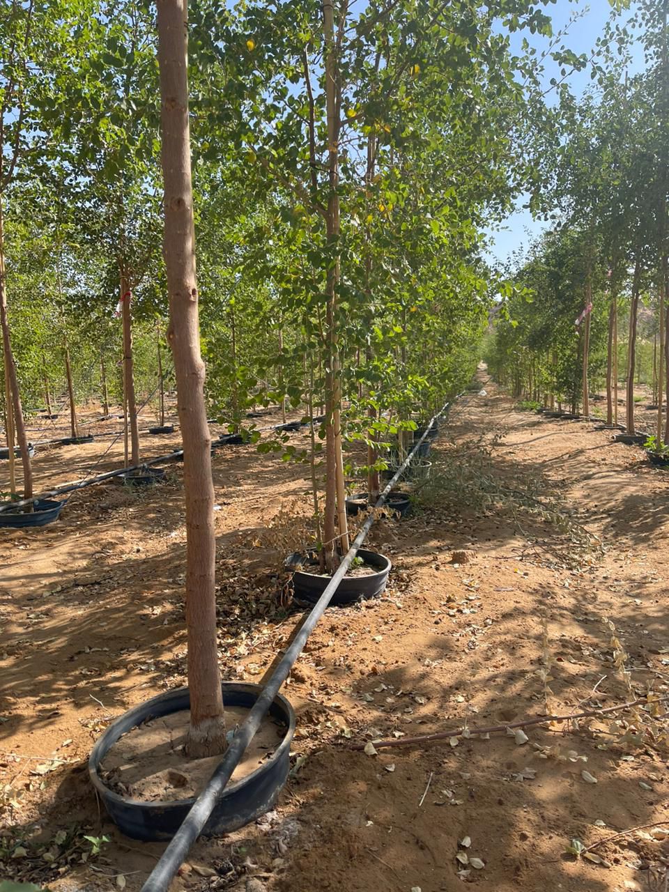 الزراعة وتنسيق الحدائق