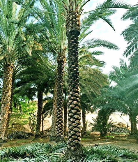 نخيل - مؤسسة نفذ للمقاولات العامة